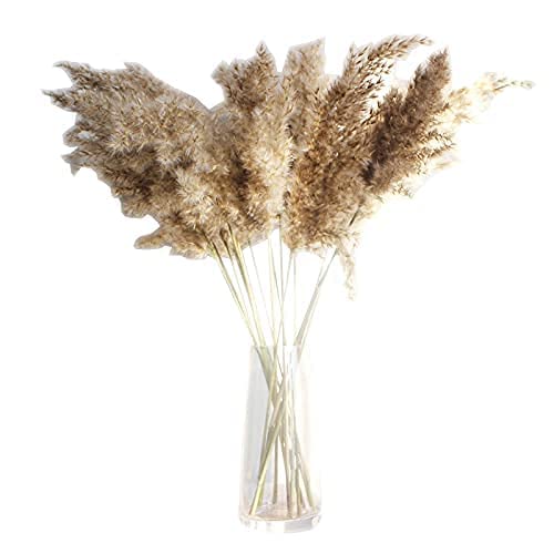 dried pampas grass 10pcs reed grass uses in decoration of homes