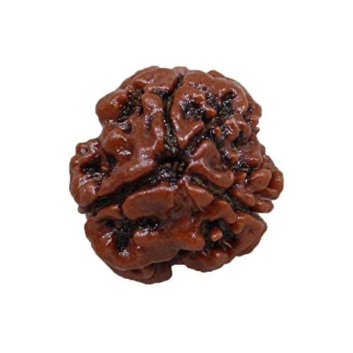 Hdbg Brown Nepali 3 Mukhi Rudraksha Original Certified Pure Rudraksha with Silver Capping नेपाली 3 फेस रुद्राक्ष Ruthratcham Original 3 Face Bead for Men and Women (B0BFLRVNL1) Amazon Price History, Amazon Price Tracker