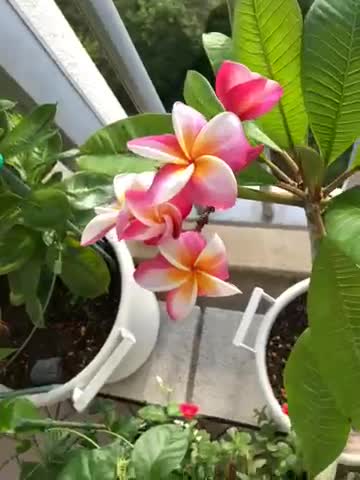 Amazon.co.jp: プルメリア ディバイン 5号鉢 ☆スタンダード品種