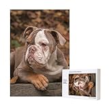 cachorros bulldog americano bogota ❤ROMPECABEZAS DE 300 PIEZAS DE ALTA CALIDAD: Fabricado con madera de primera calidad. Las piezas encajan perfectamente y los bordes de cada pieza fluyen con fluidez. El rompecabezas de 300 piezas tiene muchos detalles coloridos que lo convierten en el nivel de desafío adecuado para mayores de 12 años.
