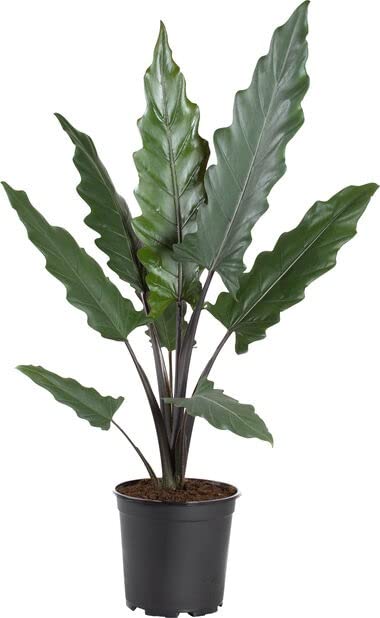 The Four Seasons Alocasia Lauterbachiana | Purple Sword | Rare Natural Live Plant in Pot (B0BKP8NNYW) Amazon Price History, Amazon Price Tracker
