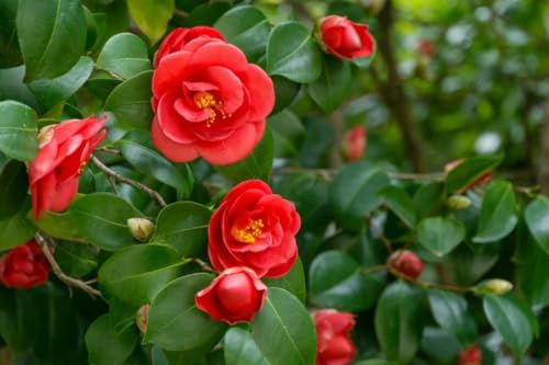 Image of Live Rare Red Hybrid Camellia | Healthy Flowering Plant (2-2.5 ft) | Easy Care in Grow Bag