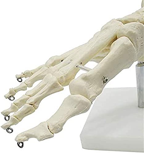 WERYU Modelo de corpo 1 peça tamanho real articulações humanas do pé e ossos do pé anatomia humana m