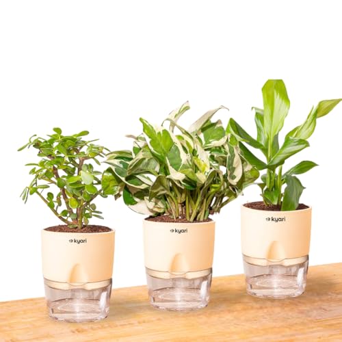 KYARI Jade-Money N'Joy-Peace Lily Combo of 3 Indoor Plants for Li...