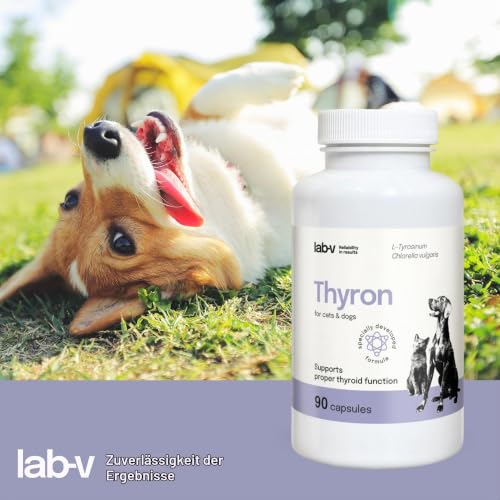 Lab-V Thyron für Hunde und Katzen – Ergänzungsfuttermittel zur Unterstützung der Schilddrüsenfunktion – 90 Kapseln – ohne künstliche Zusatzstoffe – täglich anwendbar