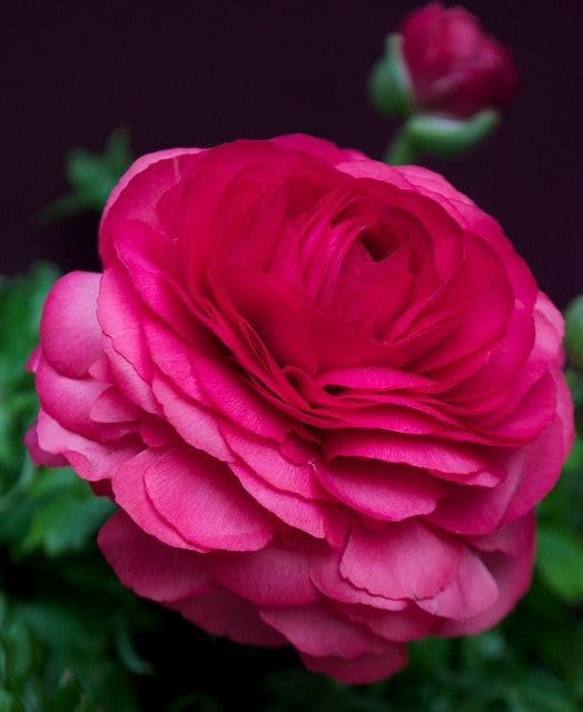 Siddhi Vinayak Gallary® Ranunculus imported bulbs for All Season Pot and Home Garden | dark pink Flower Bulbs For Indoor/Outdoor home Gardening Pack of 1 Bulb (B0CL73D2HR) Amazon Price History, Amazon Price Tracker