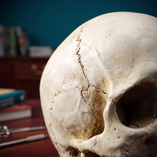 Image of SOACH Resin Skull, 1:1 Human Skull, Human Head Model for Home Decoration, Halloween Statue, Bone Model, Model Anatomical Medical Skeleton, Jaw is Movable (White)