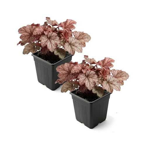 Live Heuchera Coral Bells 2-Pack Peach Parfait Shade Perennial Foliage Plant 10 Tall 1 Qt Pot