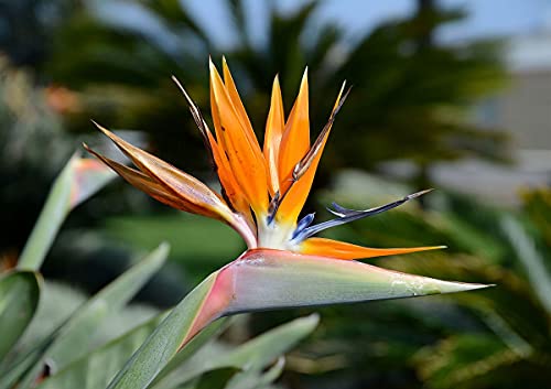Orange Bird of Paradise - Live Plant in a 3