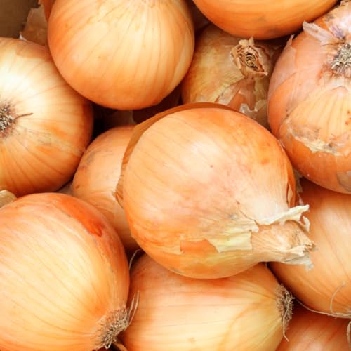 生産者直送 佐藤農場が育てた鹿島市産玉ねぎ 10kg| 産地直送 新鮮 野菜 大容量 佐賀県 鹿島市