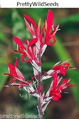 Wild Canna Lily Canna Indian Shot Flower Plant Fresh Lillies Seeds 10