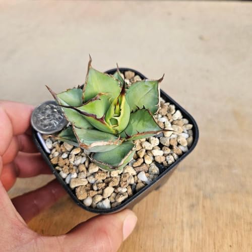 アガベ チタノタ」の人気商品一覧 | 安い商品を通販サイトから探す