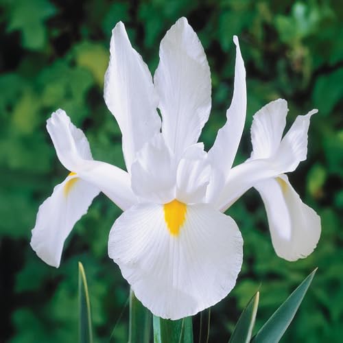 Bulbi di Iris Hollandica e Reticulata | Bulbi provenienti dai migliori produttori Olandesi | Esclusiva selezione e controllo qualità | Fioritura garantita. (10 Iris hollandica BIANCA)