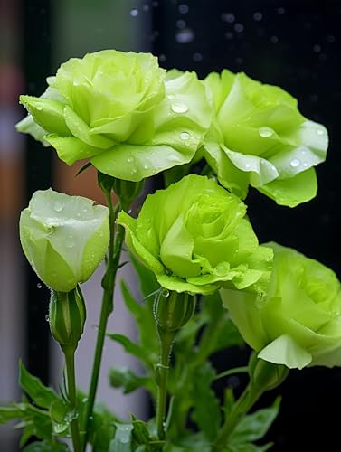LanQx Eustoma Grandiflorum Seeds (500/1000 Pcs) - Rare Double Bloom Cut Flower Seeds, Non-GMO & Drought-Tolerant - Heirloom Lisianthus for Wedding Bouquets & Sustainable Gardens (Green,500)