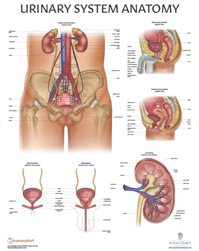 Image of Anatomy Lab Human Urinary System Anatomy Poster, LAMINATED, Anatomy and Physiology, 17.3 x 22.5 Inches, Body System Diagram, Anatomical Chart for Education Learning and Students