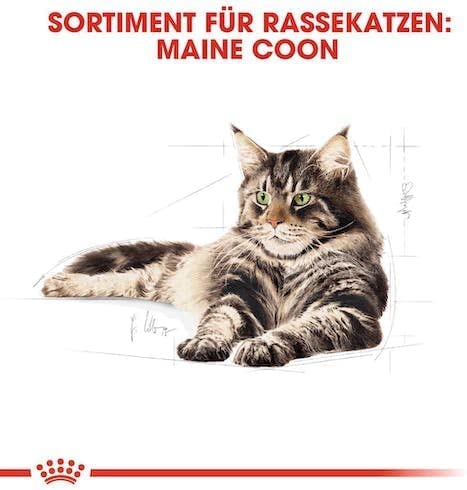 ROYAL CANIN Maine Coon Adult | Doppelpack | 2 x 12 x 85 g | Nassfutter speziell auf die Bedürfnisse von Maine Coon Katzen abgestimmt | In Soße