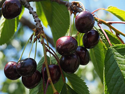 Black Cherry Tree Live Plant 2 To 3 Ft Tall, Sweet Cherry Fruits For Planting Ornaments Perennial Garden Simple To Grow Pots Gifts #TOP6