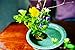 SVY Japanese Kenzan Ikebana Flower Arranger, Kenzan Flower Frog with Needle Calibrator and Cleaning Brush (2.4
