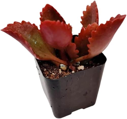 Vista 60 de Plantas de cactus suculentas vivas de USKC (maceta de 2 pulgadas)