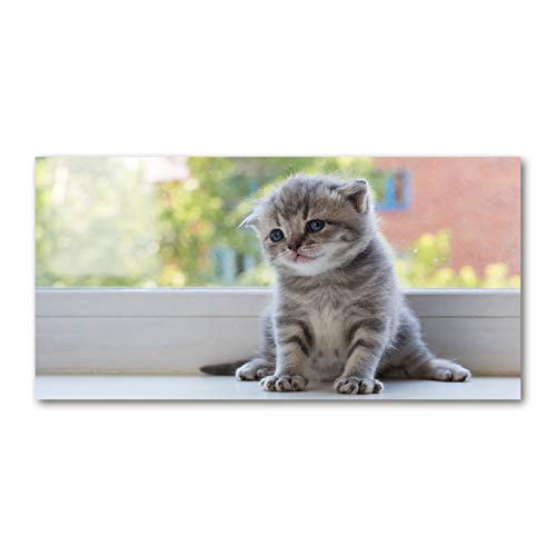 Tableau plexiglas incassable grand format chat gris 140x70cm - 2