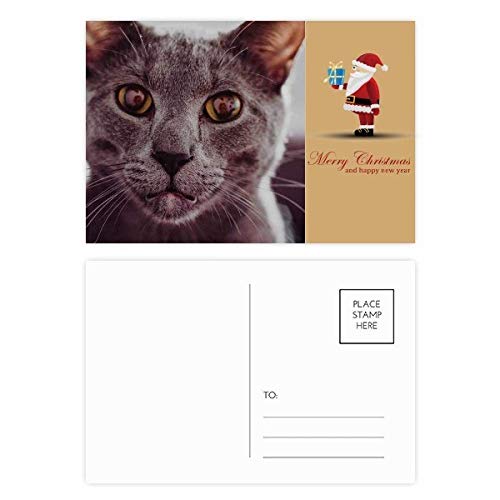 Cartes postales grand œil de chat gris pour décoration et correspondance
