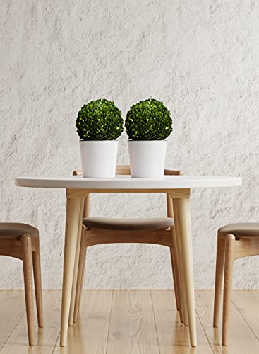 Serene Spaces Living 12in Preserved Boxwood Ball