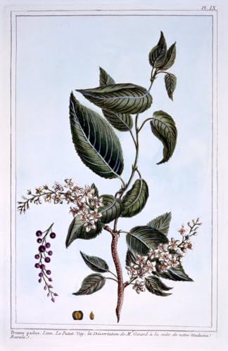 Affiche impression prints toile Prunus Padus décoration murale salon 60x90cm