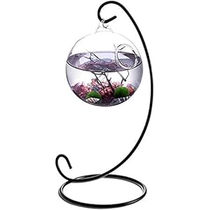 Tafelaquariumkit, mini-eco-systeem, aquatic-kit met 2 levende mosballen, kleine stenen en zwarte waaierkoraal in 3,5…