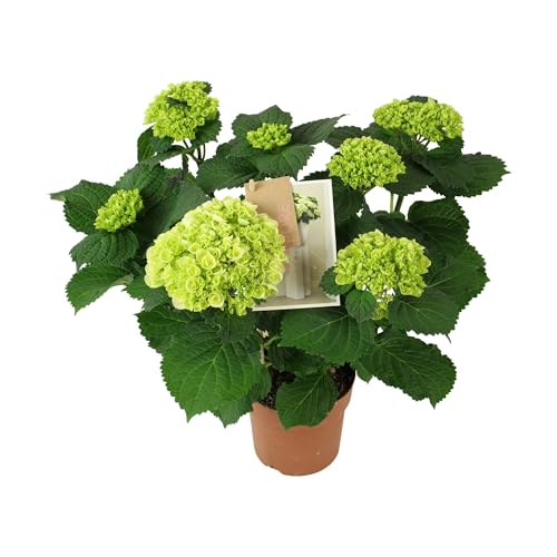 Hortensia Blanca Natural Planta Perfumada y Decorativa para el Jardín