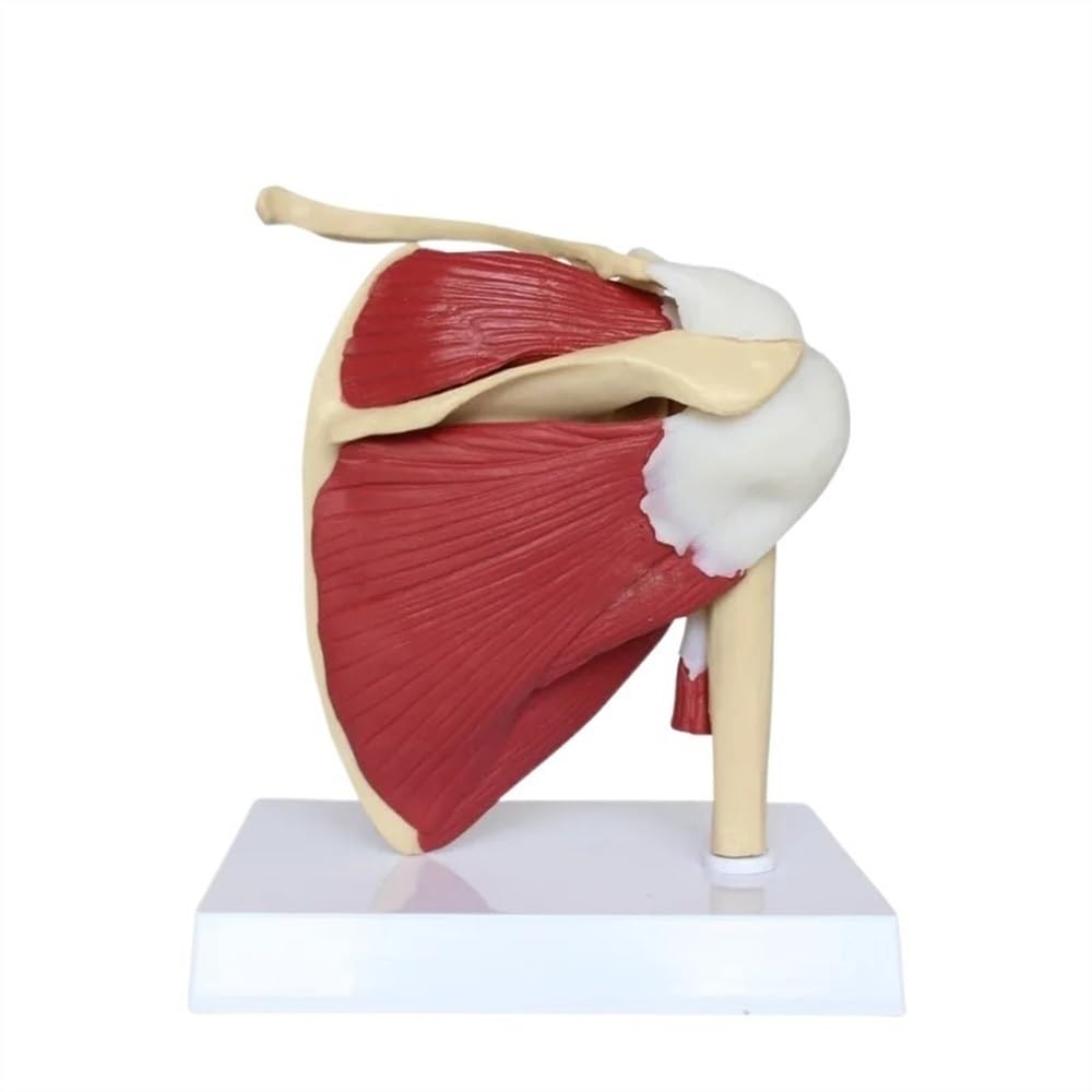 Human Skeleton Shoulder Scapula Clavicle Muscle Model, Anatomy Model Art Joint Functional Ligament Teaching Aid 1pc