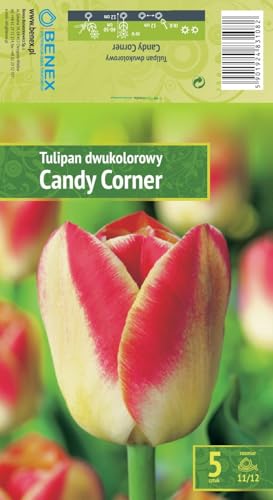 AGRONOM | TULIPANI – CANDY CORNER | Bulbi da Fiore Perenniali | Rosa Fiori| Piantati in Giardini Fioriti, in Prati Fioriti | I Meravigliosi Fiori | Bulbi di Tulipano | 5 Bulbi