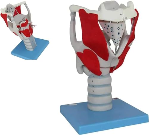 Modèle d'anatomie du larynx humain avec agrandissement 3X