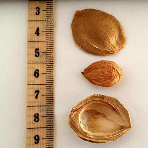 Bitter Apricot Kernels, 8 Oz, 375 Raw Apricot Seeds, 100% All Natural, Gmo Free, Pesticide Free, Gluten Free, Vegan #TOP5