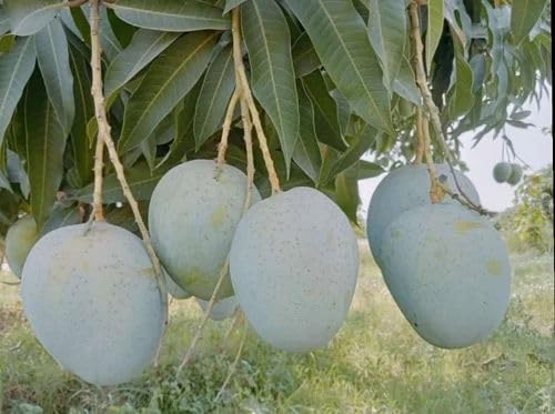 Image of Combo 2 ''Bhagalpuri Mango Tree Hybrid inch Original Desi Delicious Huge Productivity Rare Mango Fruit Grafted Live Plant Plant For Home Garden