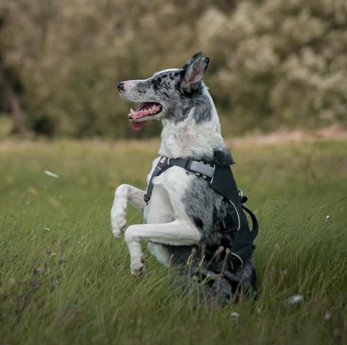 Tracker Basic – GPS-Tracker für Hunde & Katzen ohne ABO auf Lebenszeit – Wasserdichtes Mini-Gerät | Funktioniert in einem ausgewählten europäischen Land