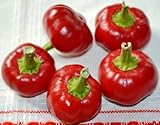 SeedsUP - 40+ Seeds Red Hot Cherry Round Pepper - Vegetable Red
