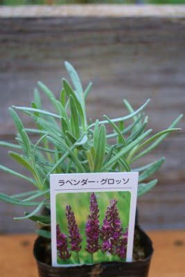 Amazon Co Jp 人気のハーブ 芳香性ラベンダー グロッソ ３号苗 花苗 ハーブ苗 ラバンディン系 Diy 工具 ガーデン