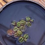 El hidrófito es tan bonito y atractivo que es perfecto para la decoración de tu hogar o acuario.