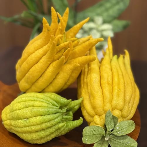 semillas de bergamota citrica medica, comprar de invierno bergamota jardín perennes resistentes jardín 25pcs