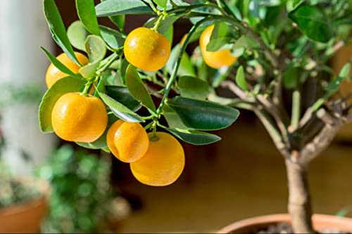 30Pcs Lemon Tree Seeds For Planting, Non-Gmo Heirloom And Organic, High Survival Rate Fruit For Home Garden #TOP5