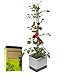 GUSTA GARDEN Tom Tomato Tomatentopf Hellgrau - Pflanzentopf mit Rankhilfe, Bew&auml;sserungssystem & Befestigungshaken - Set inkl. 20L Erde - 4,5L Wassertank & 20L Erdvolumen (hellgrau, mit Erde)