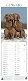 Zoom IMG-2 weimaraner calendario 2026 long