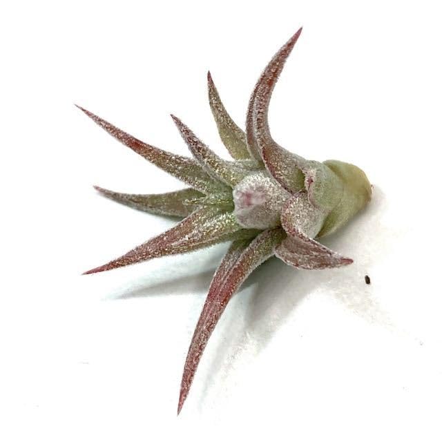 Amazon.co.jp: (現品) チランジア イオナンタ バンハイニンギー 斑入り