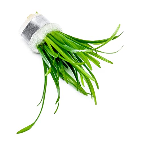 Substratesource Dwarf Sagittaria Subulata Live Aquarium Plant For Freshwater Planted Fish Tanks - Aquatic Potted Plants (Bunch) #TOP2