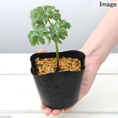 練馬の華 2枚 ② 山野草 レンゲショウマ 蓮華升麻 画像の苗全部の出品 大株有り