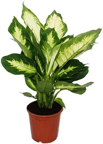 Dieffenbachie ‘Camilla’ Zimmerpflanze – Im 12 Cm Topf, 20–30 Cm Hoch, Luftreinigend