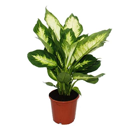 Exotenherz - Dieffenbachie "Camilla" - 1 plante - Plante d'intérieur facile d'entretien - Purificateur d'air - Pot de 12 cm