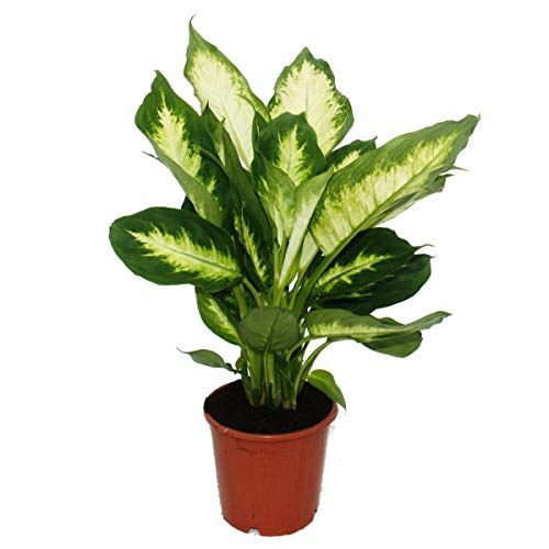 Exotenherz - Dieffenbachie 'Camilla' - 1 Pflanze - pflegeleichte Zimmerpflanze - luftreinigend- 12cm Topf