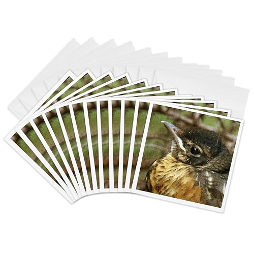 Cartes de vœux bébé rouge-gorge 3dRose pour partager une pensée chaleureuse en hiver