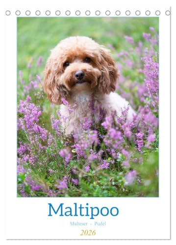Maltipoo - Malteser - Pudel 2026 (Tischkalender 2026 DIN A5 hoch), CALVENDO Monatskalender: Der Maltipoo ist eine beliebte Hunderasse, die durch ... Pudel und Malteser entsteht. (CALVENDO Tiere)